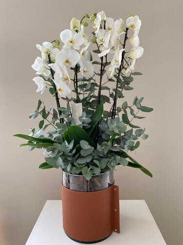 اوركيد كلاسيكي طويل