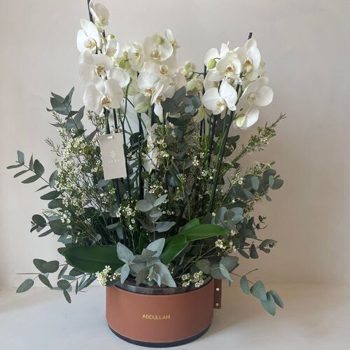 اوركيد دائري