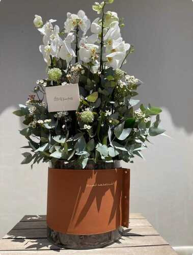 اوركيد ملكي