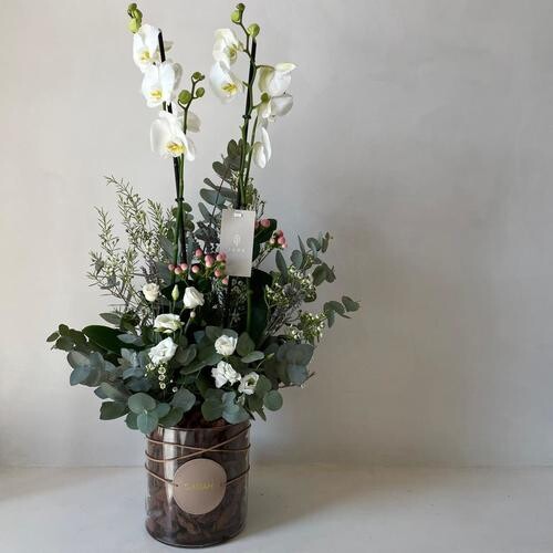 اوركيد الحديث