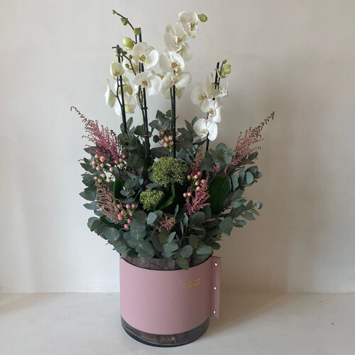 جمال الاوركيد