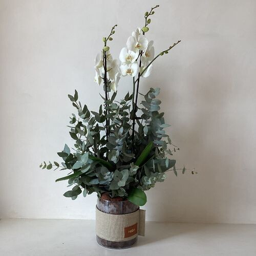 فابريك اوركيد