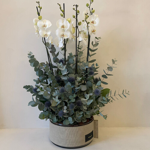 اوركيد دائري فابريك