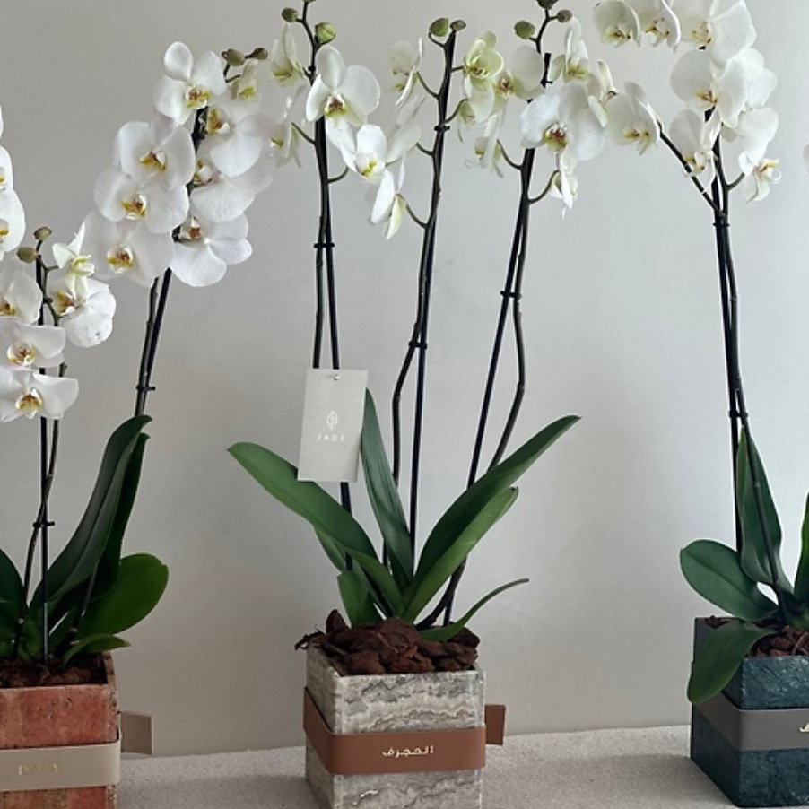 زهرة الرخام