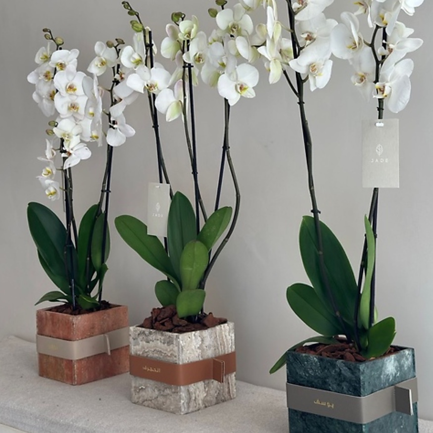 زهرة الرخام