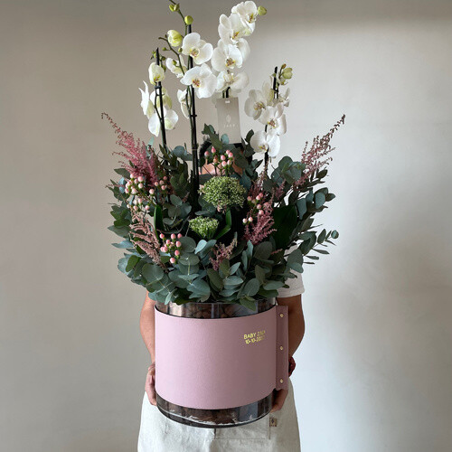 جمال الاوركيد