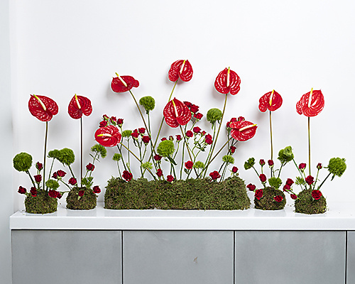 Welcome Blooms