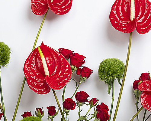 Welcome Blooms