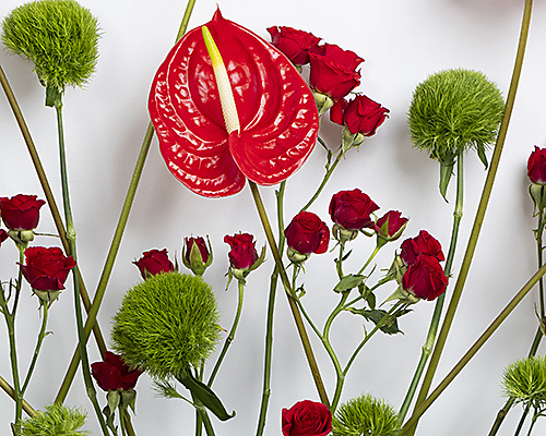 Welcome Blooms