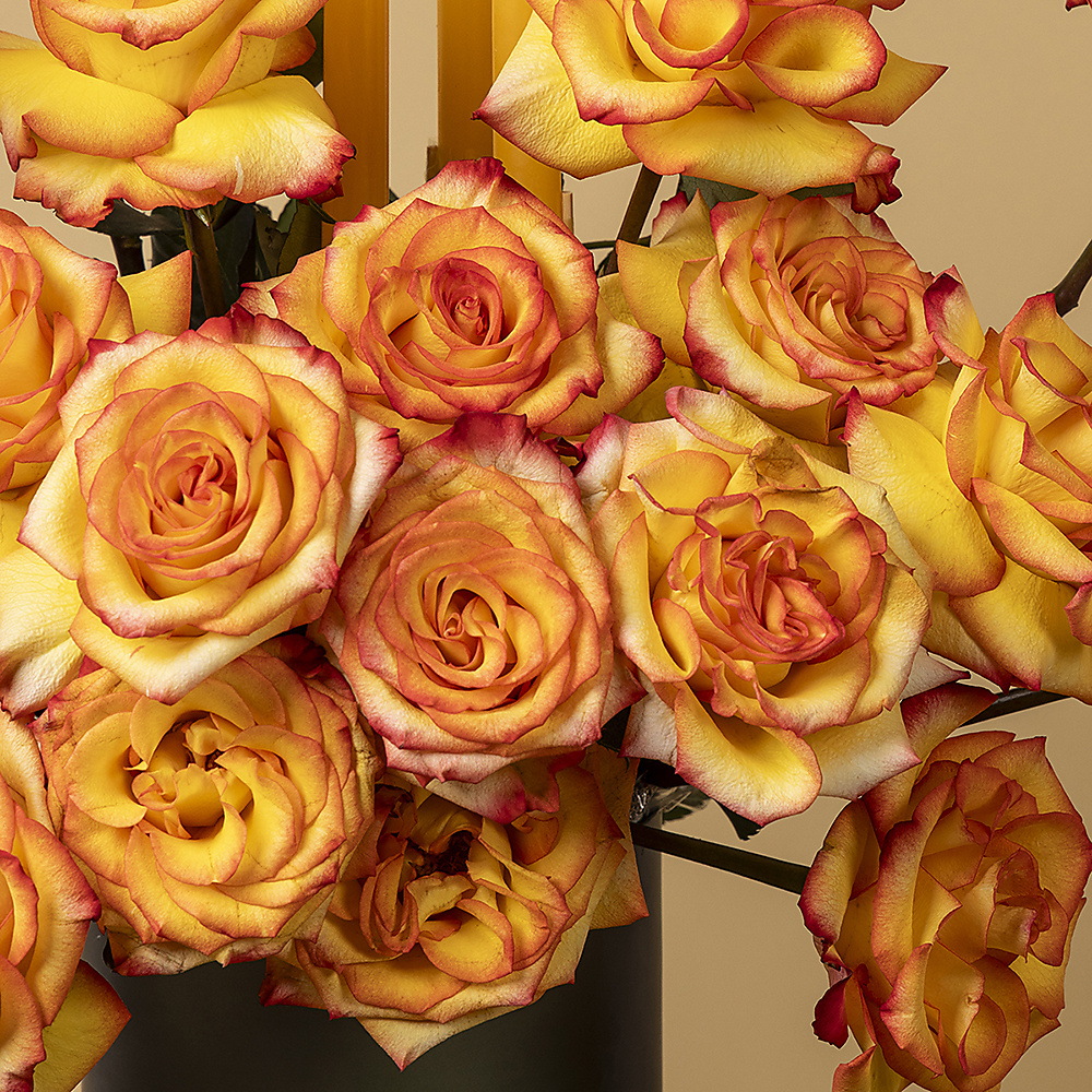 Roses Light