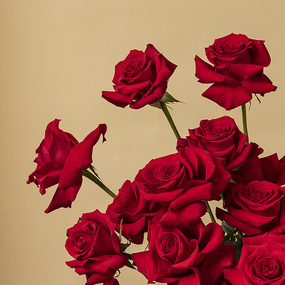 Warmth Of Roses