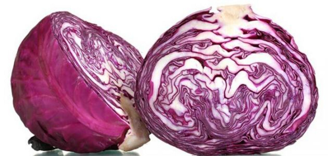 Colored Cabbage