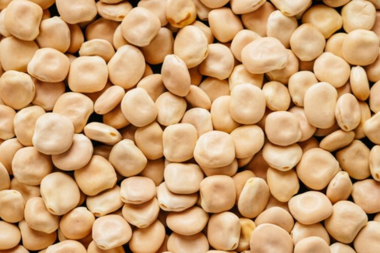 Ajami lupine seeds