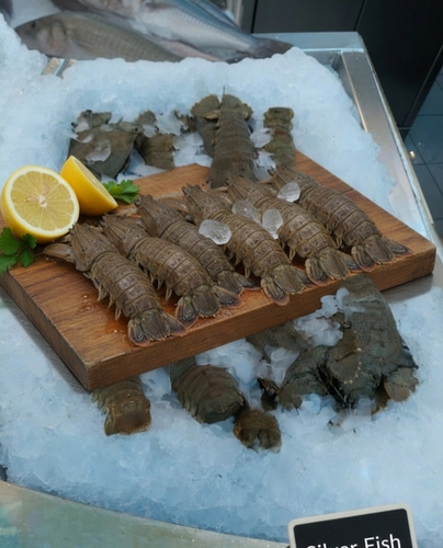 ام الروبيان