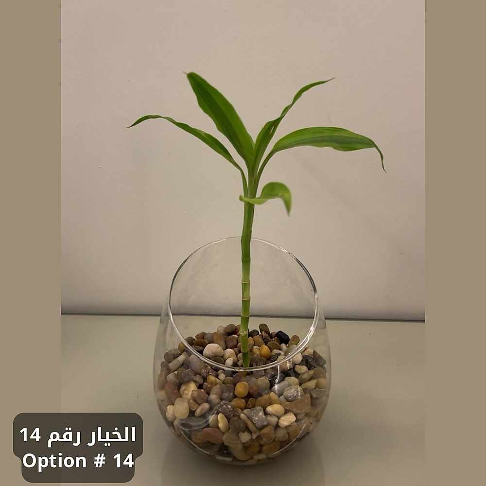 حديقتك الساحرة - الآن في منزلك