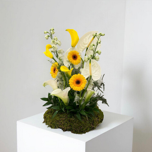 إشراقة زاهية - رقم 2074