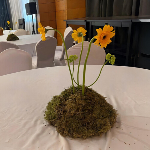 الجيربرا الصفراء - رقم 2080