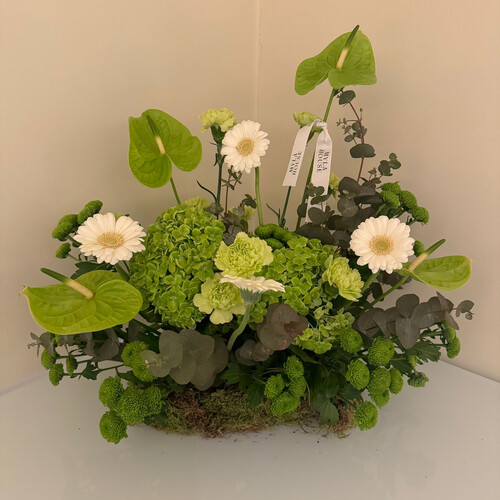 نسمة خضراء 50 سم - رقم 2095