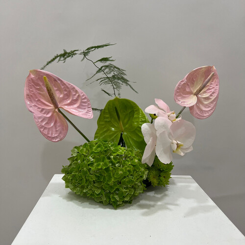 نسمة الأوركيد - رقم 2120