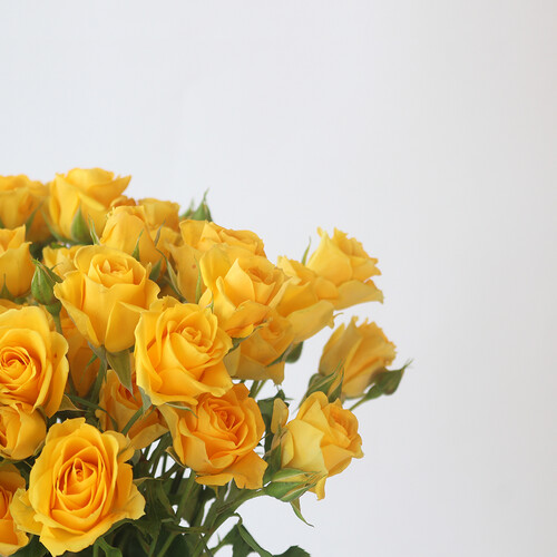 أصفر كلاسيكي - رقم 3099