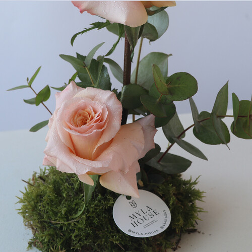 همسة خوخية - رقم 3125