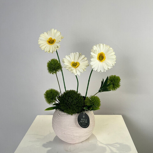 نقاء الجيربرا - 3153