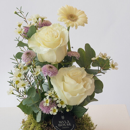 روح الجوري ميني - رقم 3130