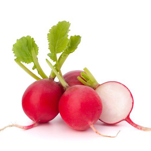 Dutch red radish