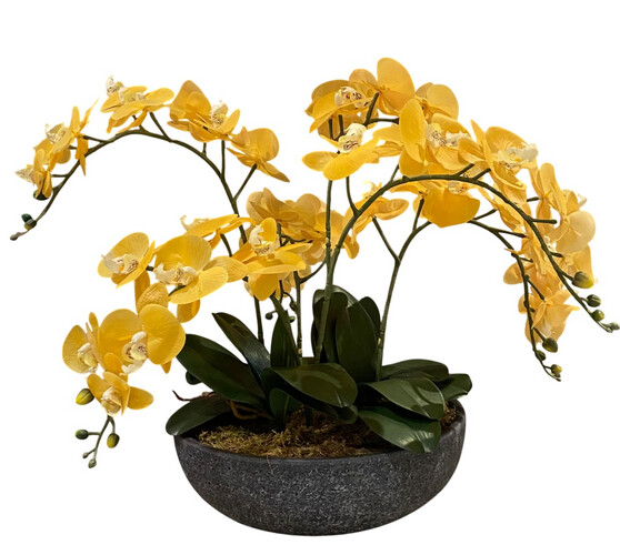 Yellow Phalaenopsis Flowers in Round Grey Pot