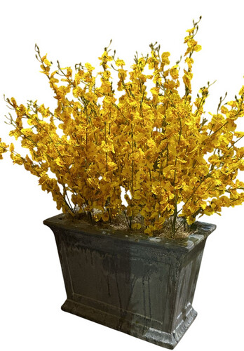 Oncidium Flowers in Big Pot
