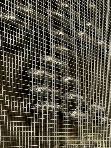 Group of Fishes Frame in Net and Mirror