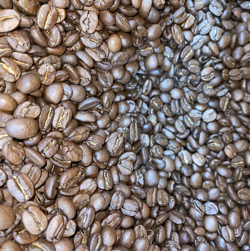 Northern Coffee Nebari Mysore AAA