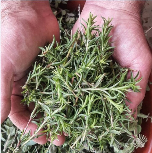 Syrian Wild Thyme