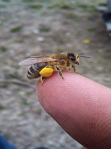 FRESH BEE POLLEN- (MADE -QATAR) 75GR