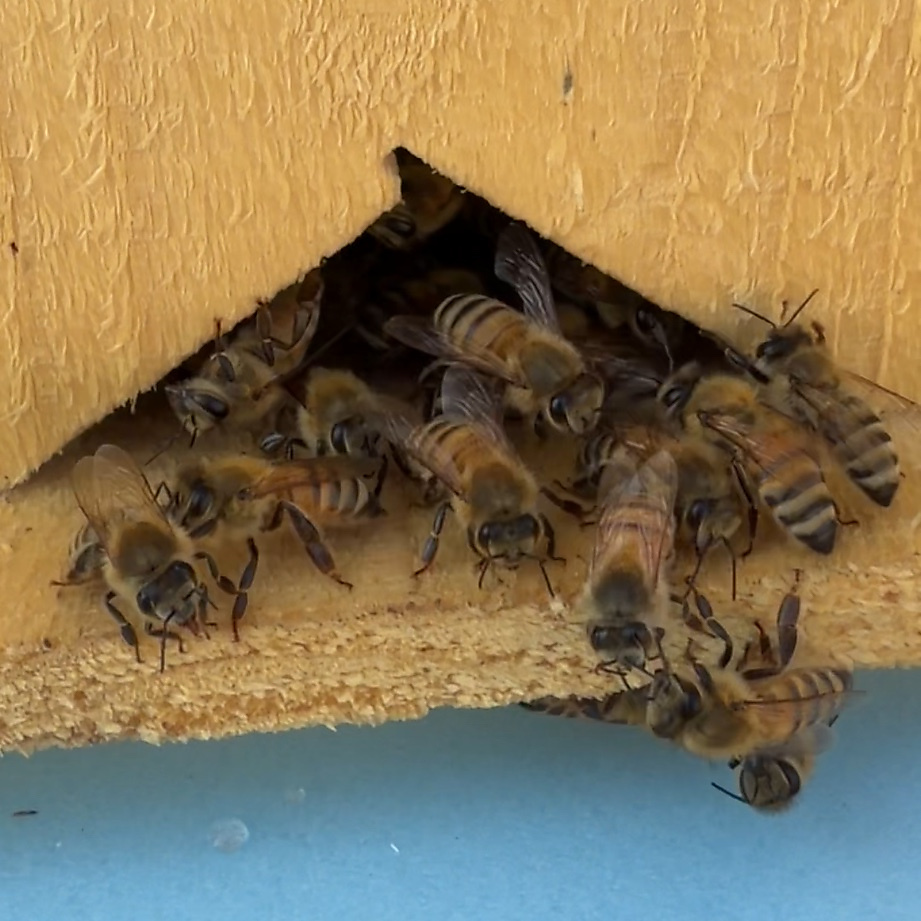 طرد نحل حي – 6 فريمات من النحل مع الملكة 🐝