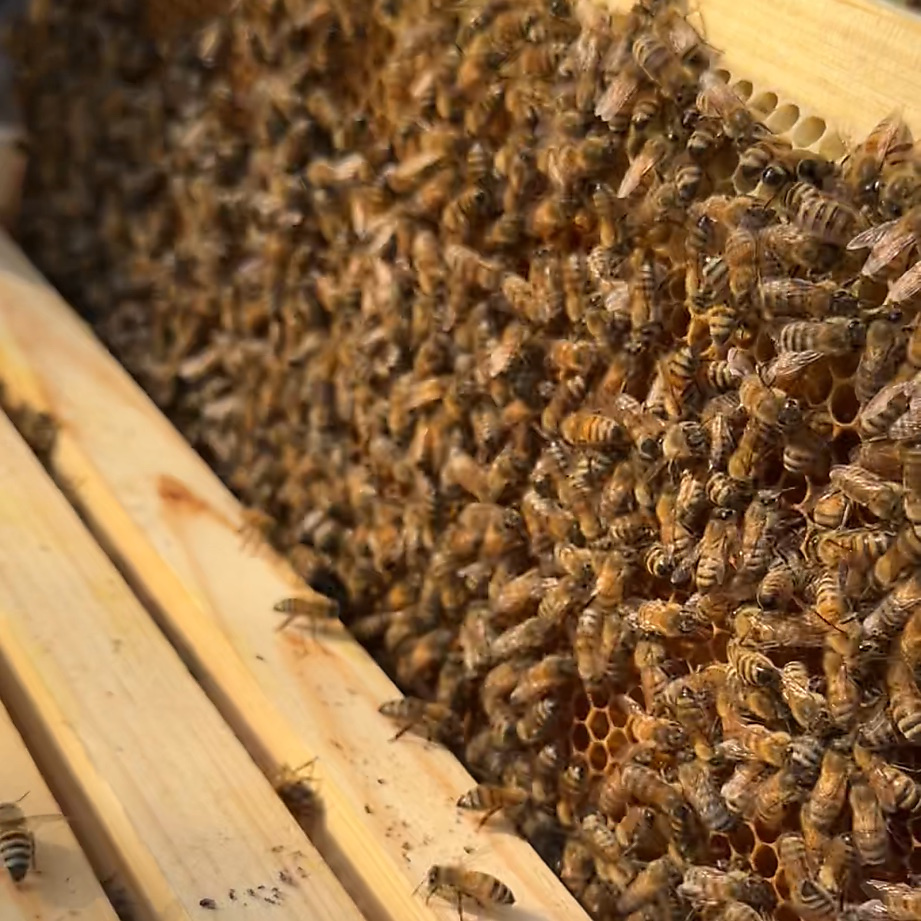 طرد نحل حي – 6 فريمات من النحل مع الملكة 🐝