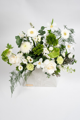 THE MAGICIAN BERMUDA 2