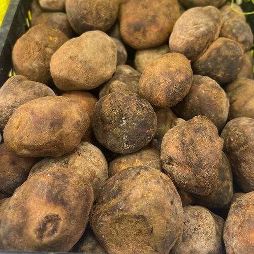 فقع اخلاسي