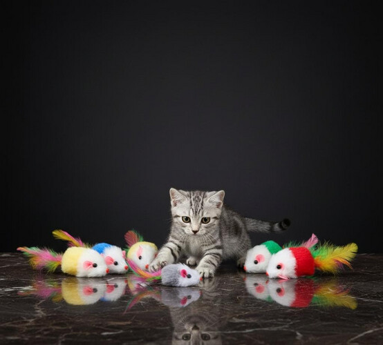Bicolor Mouse With A Feather