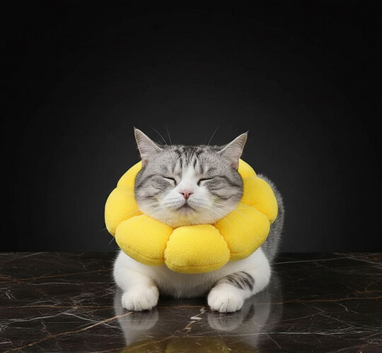 طوق اليزابيث مريح