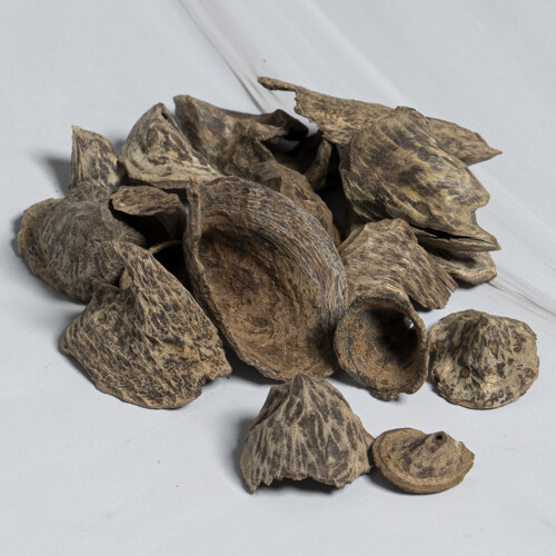 قواقع سيلاني النخبة