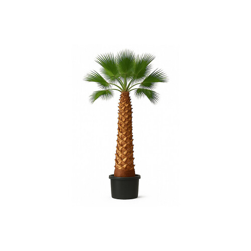 Washingtonia Spanish
