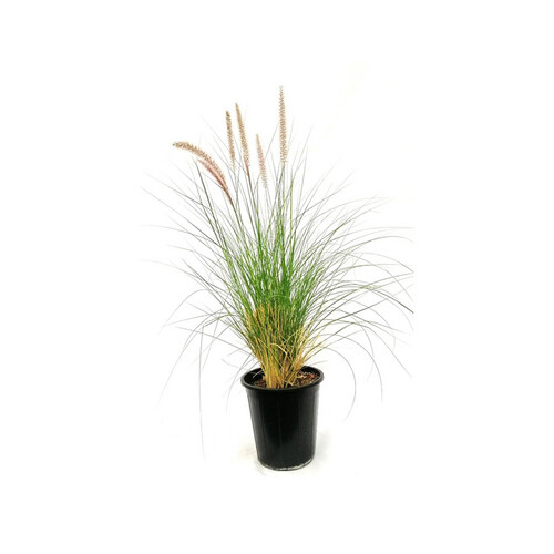 Red Halfa, 70 cm high, 25 cm basin