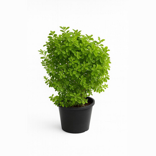 Lycofilm height 70cm basin 30cm