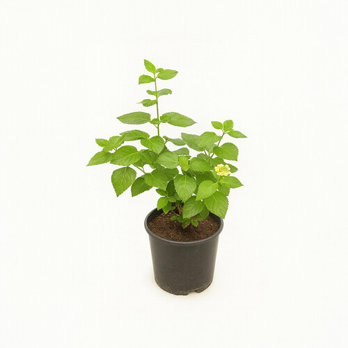 Lantana germana, 50 cm high, 25 cm pot