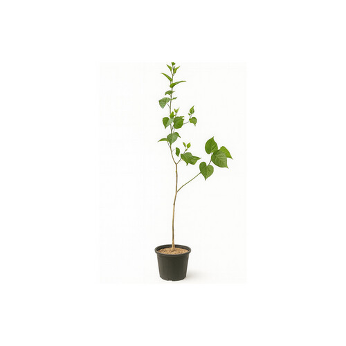 Iranian berries, height 1.5 meters, basin 25 cm
