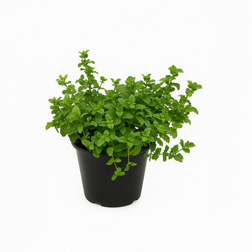 Mint, 30 cm high, 25 cm pot