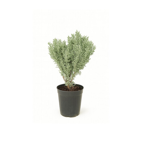 Sage, 40 cm high, basin 14