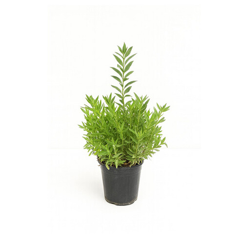 Basil Height: 50 cm — Pot size: 25 cm