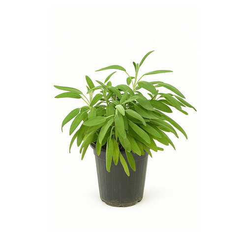 Sage – Height: 40 cm — Pot size: 25 cm